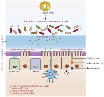 Microbiota-derived short chain fatty acids in pediatric health and diseases: from gut development to neuroprotection